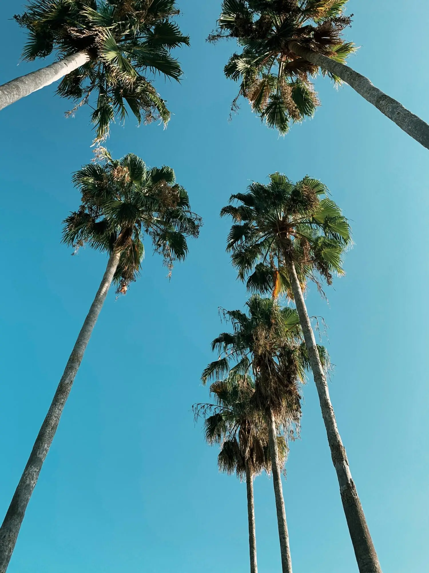 Renting Your Home to Travelers in Orlando, FL: Essential Tips to Know